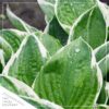 Live Perennial Hosta - So Sweet (3 Per Pack) - Beautiful Accent Plant - 10" Tall by 6" Wide in 1 Quart Pot - Image 5