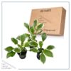 Live Perennial Hosta - So Sweet (3 Per Pack) - Beautiful Accent Plant - 10" Tall by 6" Wide in 1 Quart Pot - Image 7
