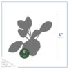 Live Perennial Hosta - So Sweet (3 Per Pack) - Beautiful Accent Plant - 10" Tall by 6" Wide in 1 Quart Pot - Image 6