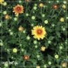 Live Hardy Chrysanthemum in Color Match Deco Cover  - Orange - Colorful Fall Mums - 15" Tall by 12" Wide in 1.15 Gal Deco Pot - Image 10