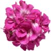 Proven Winners® Zonal Geranium - Boldly Hot Pink - 4 Plants Per Pack - Spring Annual Plant - 8" Tall by 4" Wide in 1.56 PW Pot - Image 2