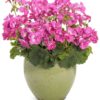 Proven Winners® Zonal Geranium - Boldly Hot Pink - 4 Plants Per Pack - Spring Annual Plant - 8" Tall by 4" Wide in 1.56 PW Pot - Image 3