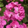 Proven Winners® Zonal Geranium - Boldly Hot Pink - 4 Plants Per Pack - Spring Annual Plant - 8" Tall by 4" Wide in 1.56 PW Pot - Image 4