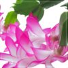 Live Flowering Thanksgiving/Christmas Cactus (Zygocactus) - Pink - Beautiful Holiday Decor - 7" Tall by 7" Wide in 1.25 Qt Pot with Deco Cover - Image 10