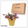 Live Flowering Thanksgiving/Christmas Cactus (Zygocactus) - Pink - Beautiful Holiday Decor - 7" Tall by 7" Wide in 1.25 Qt Pot with Deco Cover - Image 12