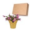 Live Flowering Thanksgiving/Christmas Cactus (Zygocactus) - Pink - Beautiful Holiday Decor - 7" Tall by 7" Wide in 1.25 Qt Pot with Deco Cover - Image 8