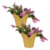 Live Flowering Thanksgiving/Christmas Cactus (Zygocactus) - Pink (2 Plants Per Pack) - Beautiful Holiday Décor - 5" Tall by 5" Wide in 1 Pt Pot with Deco Cover
