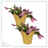 Live Flowering Thanksgiving/Christmas Cactus (Zygocactus) - Pink (2 Plants Per Pack) - Beautiful Holiday Décor - 5" Tall by 5" Wide in 1 Pt Pot with Deco Cover - Image 2