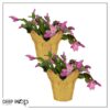Live Flowering Thanksgiving/Christmas Cactus (Zygocactus) - Pink (2 Plants Per Pack) - Beautiful Holiday Décor - 5" Tall by 5" Wide in 1 Pt Pot with Deco Cover - Image 11