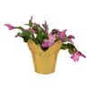 Live Flowering Thanksgiving/Christmas Cactus (Zygocactus) - Pink (2 Plants Per Pack) - Beautiful Holiday Décor - 5" Tall by 5" Wide in 1 Pt Pot with Deco Cover - Image 3