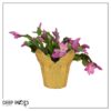 Live Flowering Thanksgiving/Christmas Cactus (Zygocactus) - Pink (2 Plants Per Pack) - Beautiful Holiday Décor - 5" Tall by 5" Wide in 1 Pt Pot with Deco Cover - Image 12