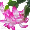 Live Flowering Thanksgiving/Christmas Cactus (Zygocactus) - Pink (2 Plants Per Pack) - Beautiful Holiday Décor - 5" Tall by 5" Wide in 1 Pt Pot with Deco Cover - Image 5