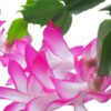 Live Flowering Thanksgiving/Christmas Cactus (Zygocactus) - Pink (2 Plants Per Pack) - Beautiful Holiday Décor - 5" Tall by 5" Wide in 1 Pt Pot with Deco Cover - Image 8