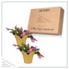 Live Flowering Thanksgiving/Christmas Cactus (Zygocactus) - Pink (2 Plants Per Pack) - Beautiful Holiday Décor - 5" Tall by 5" Wide in 1 Pt Pot with Deco Cover - Image 6