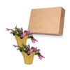 Live Flowering Thanksgiving/Christmas Cactus (Zygocactus) - Pink (2 Plants Per Pack) - Beautiful Holiday Décor - 5" Tall by 5" Wide in 1 Pt Pot with Deco Cover - Image 10