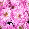 Live Flowering Hardy Chrysanthemum in Happy Fall Deco Planter - Pink - Beautiful Fall Color - 15" Tall by 12" Wide in 3 Qt Deco Pot - Image 14