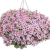 Proven Winners® Petunia - Supertunia Mini Vista Pink Star - 4 Plants Per Pack - Flowering Spring Annual - 6" Tall by 6" Wide in 1.56 PW Pot - Image 2