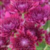 Live Hardy Chrysanthemum in Deco Wine Barrel - Purple - Colorful Fall Mums - 15" Tall by 12" Wide in 3 Qt Deco Pot - Image 10