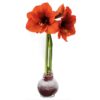 Snow Flecked Waxed Amaryllis Bulb - Christmas Red Wax, Blooms Red - Easy Care - No Watering Needed! Beautiful Holiday Decor - Image 3