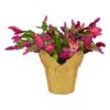 Live Flowering Thanksgivng/Christmas Cactus (Zygocactus) - Red - Beautiful Holiday Decor - 7" Tall by 7" Wide in 1.25 Qt Pot with Deco Cover
