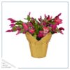 Live Flowering Thanksgivng/Christmas Cactus (Zygocactus) - Red - Beautiful Holiday Decor - 7" Tall by 7" Wide in 1.25 Qt Pot with Deco Cover - Image 2