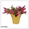 Live Flowering Thanksgivng/Christmas Cactus (Zygocactus) - Red - Beautiful Holiday Decor - 7" Tall by 7" Wide in 1.25 Qt Pot with Deco Cover - Image 6