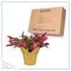 Live Flowering Thanksgivng/Christmas Cactus (Zygocactus) - Red - Beautiful Holiday Decor - 7" Tall by 7" Wide in 1.25 Qt Pot with Deco Cover - Image 5