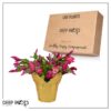 Live Flowering Thanksgivng/Christmas Cactus (Zygocactus) - Red - Beautiful Holiday Decor - 7" Tall by 7" Wide in 1.25 Qt Pot with Deco Cover - Image 9
