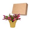 Live Flowering Thanksgivng/Christmas Cactus (Zygocactus) - Red - Beautiful Holiday Decor - 7" Tall by 7" Wide in 1.25 Qt Pot with Deco Cover - Image 12