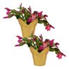 Live Flowering Thanksgiving/Christmas Cactus (Zygocactus) - Red (2 Plants Per Pack) - Beautiful Holiday Décor - 5" Tall by 5" Wide in 1 Pt Pot with Deco Cover
