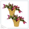 Live Flowering Thanksgiving/Christmas Cactus (Zygocactus) - Red (2 Plants Per Pack) - Beautiful Holiday Décor - 5" Tall by 5" Wide in 1 Pt Pot with Deco Cover - Image 2