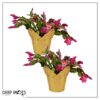 Live Flowering Thanksgiving/Christmas Cactus (Zygocactus) - Red (2 Plants Per Pack) - Beautiful Holiday Décor - 5" Tall by 5" Wide in 1 Pt Pot with Deco Cover - Image 8
