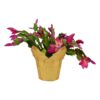 Live Flowering Thanksgiving/Christmas Cactus (Zygocactus) - Red (2 Plants Per Pack) - Beautiful Holiday Décor - 5" Tall by 5" Wide in 1 Pt Pot with Deco Cover - Image 3