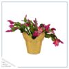 Live Flowering Thanksgiving/Christmas Cactus (Zygocactus) - Red (2 Plants Per Pack) - Beautiful Holiday Décor - 5" Tall by 5" Wide in 1 Pt Pot with Deco Cover - Image 4