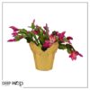 Live Flowering Thanksgiving/Christmas Cactus (Zygocactus) - Red (2 Plants Per Pack) - Beautiful Holiday Décor - 5" Tall by 5" Wide in 1 Pt Pot with Deco Cover - Image 9