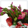 Live Flowering Thanksgiving/Christmas Cactus (Zygocactus) - Red (2 Plants Per Pack) - Beautiful Holiday Décor - 5" Tall by 5" Wide in 1 Pt Pot with Deco Cover - Image 5