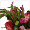Live Flowering Thanksgiving/Christmas Cactus (Zygocactus) - Red (2 Plants Per Pack) - Beautiful Holiday Décor - 5" Tall by 5" Wide in 1 Pt Pot with Deco Cover - Image 10