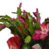 Live Flowering Thanksgiving/Christmas Cactus (Zygocactus) - Red (2 Plants Per Pack) - Beautiful Holiday Décor - 5" Tall by 5" Wide in 1 Pt Pot with Deco Cover - Image 13