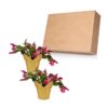 Live Flowering Thanksgiving/Christmas Cactus (Zygocactus) - Red (2 Plants Per Pack) - Beautiful Holiday Décor - 5" Tall by 5" Wide in 1 Pt Pot with Deco Cover - Image 15