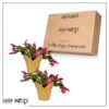 Live Flowering Thanksgiving/Christmas Cactus (Zygocactus) - Red (2 Plants Per Pack) - Beautiful Holiday Décor - 5" Tall by 5" Wide in 1 Pt Pot with Deco Cover - Image 11