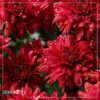 Live Hardy Chrysanthemum in Color Match Deco Cover  - Red - Colorful Fall Mums - 15" Tall by 12" Wide in 1.15 Gal Deco Pot - Image 6