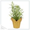 Live Aromatic and Edible Herb - Rosemary - Naturally Improves Breathing - Wrapped in Deco Cover - 14" Tall by 6" Wide in 1.25 Quart Pot - Image 2