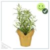 Live Aromatic and Edible Herb - Rosemary - Naturally Improves Breathing - Wrapped in Deco Cover - 14" Tall by 6" Wide in 1.25 Quart Pot - Image 3