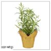 Live Aromatic and Edible Herb - Rosemary - Naturally Improves Breathing - Wrapped in Deco Cover - 14" Tall by 6" Wide in 1.25 Quart Pot - Image 8