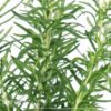 Live Aromatic and Edible Herb - Rosemary - Naturally Improves Breathing - Wrapped in Deco Cover - 14" Tall by 6" Wide in 1.25 Quart Pot - Image 10