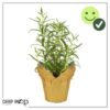 Live Aromatic and Edible Herb - Rosemary - Naturally Improves Breathing - Wrapped in Deco Cover - 14" Tall by 6" Wide in 1.25 Quart Pot - Image 11