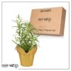 Live Aromatic and Edible Herb - Rosemary - Naturally Improves Breathing - Wrapped in Deco Cover - 14" Tall by 6" Wide in 1.25 Quart Pot - Image 14