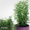 Live Aromatic and Edible Herb - Rosemary - Naturally Improves Breathing - Wrapped in Deco Cover - 14" Tall by 6" Wide in 1.25 Quart Pot - Image 13
