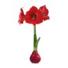 Waxed Amaryllis Bulb - Red Wax, Blooms Red - Easy Care - No Watering Needed! Beautiful Holiday Decor - Image 5