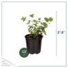 Live Aromatic and Healthy Herb - Eucalyptus (6 Per Pack) - Natural Air Purifier - 8" Tall by 3" Wide in 1 Pint Pot - Image 2